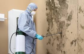 Best Real Estate Mold Inspection  in Pine Island Center, FL